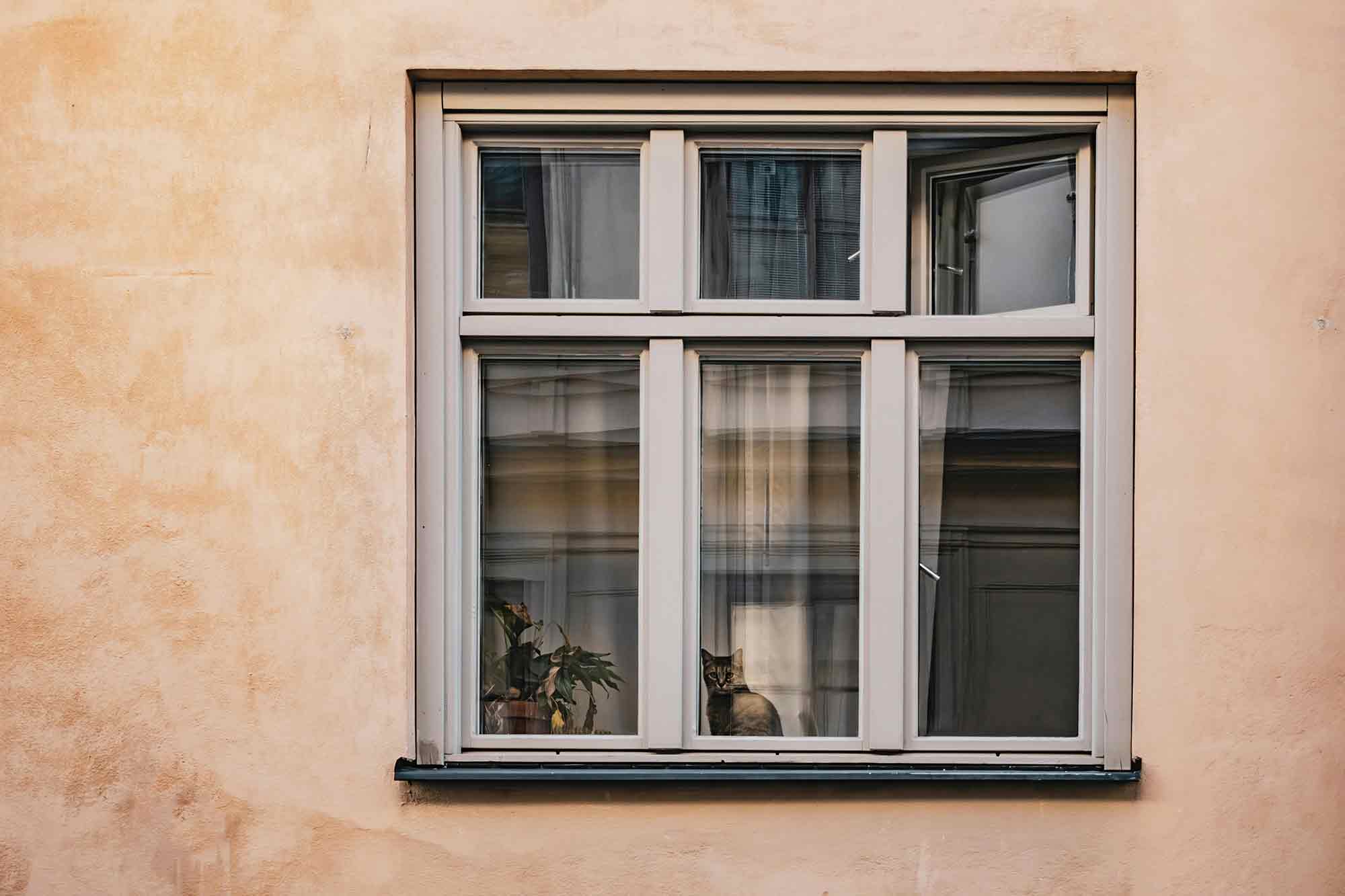 Katt i fönster