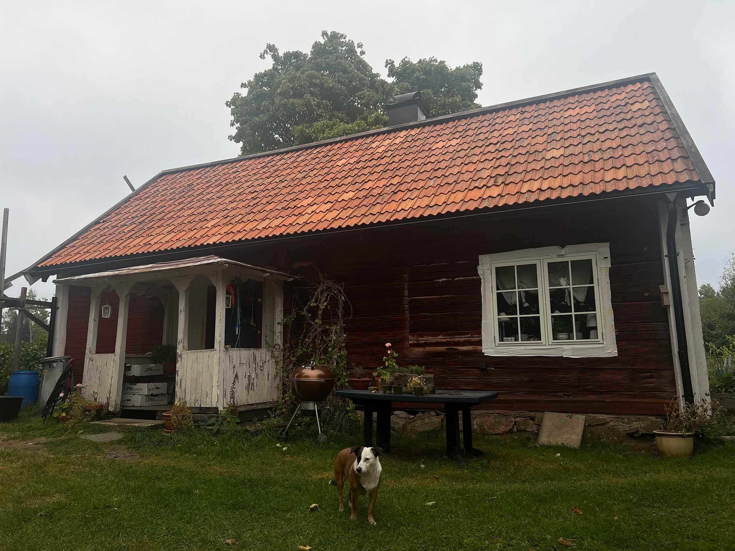 Torp med hund