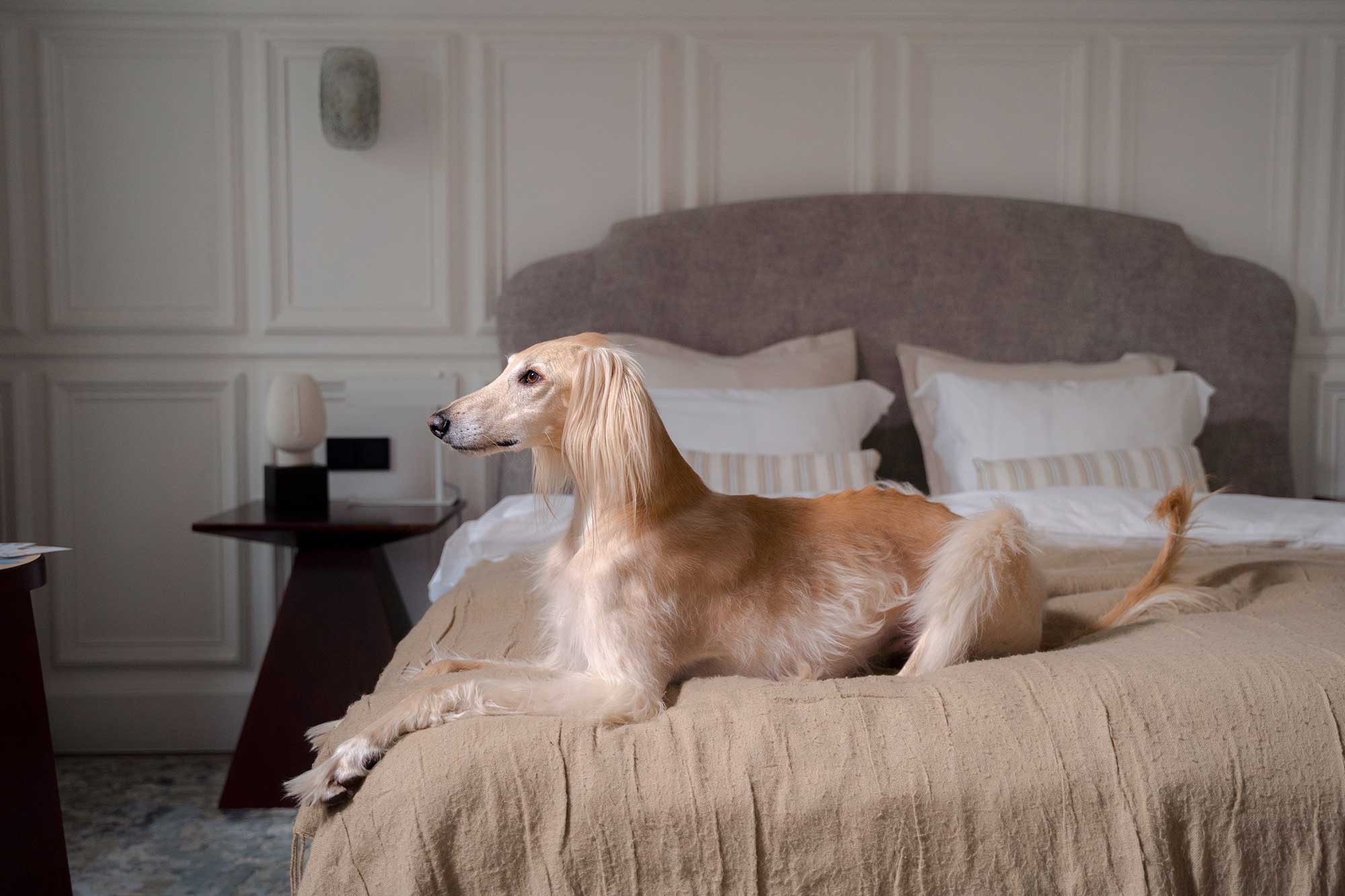 hund i säng i sovrum
