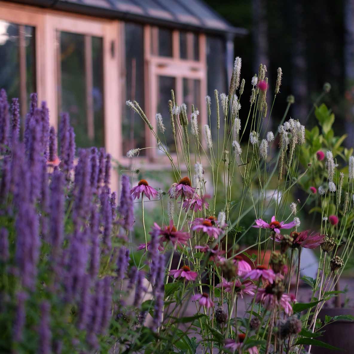 vackra växter på en äng, lila blommor, bostad