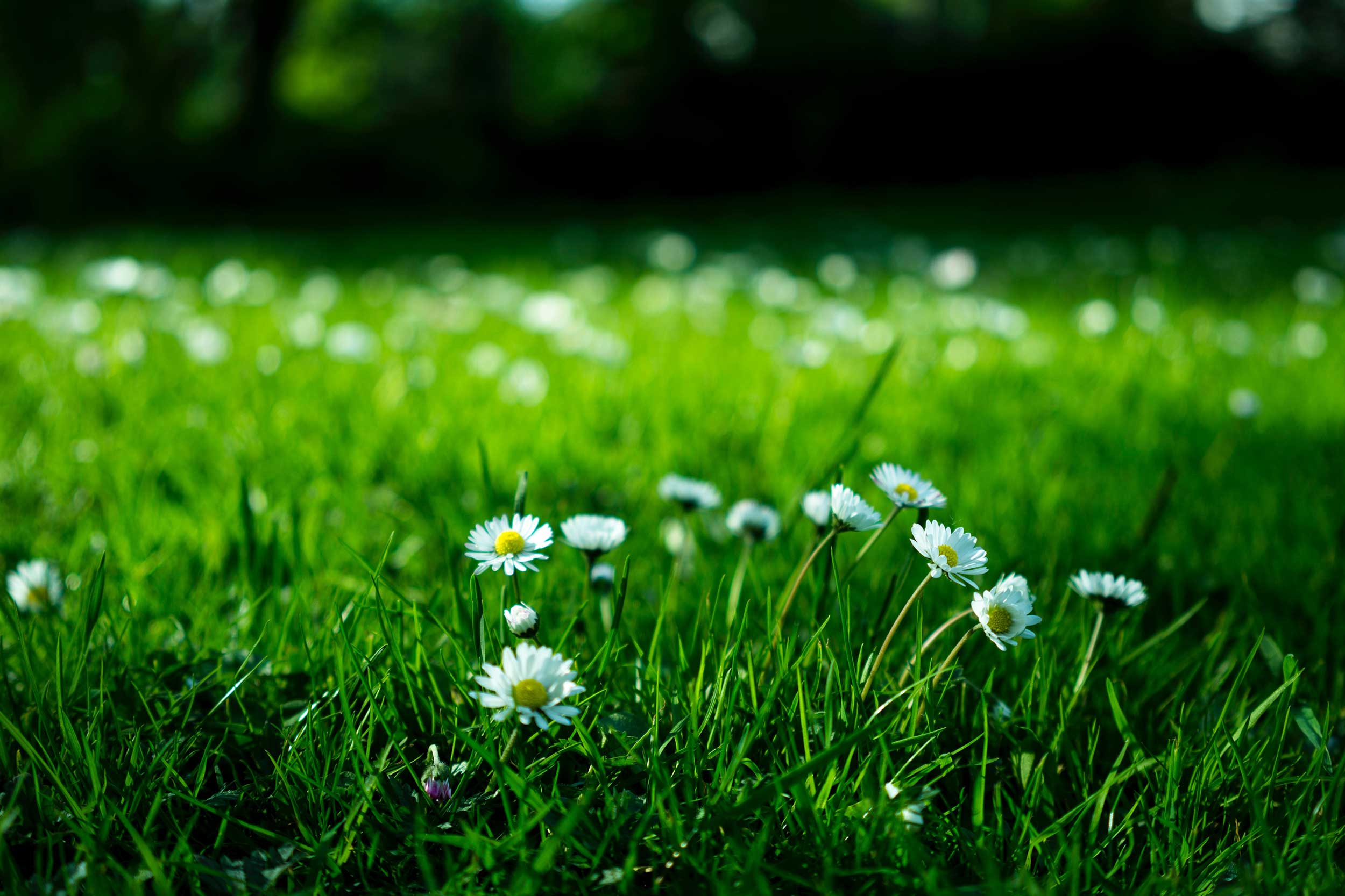 blommor på en äng
