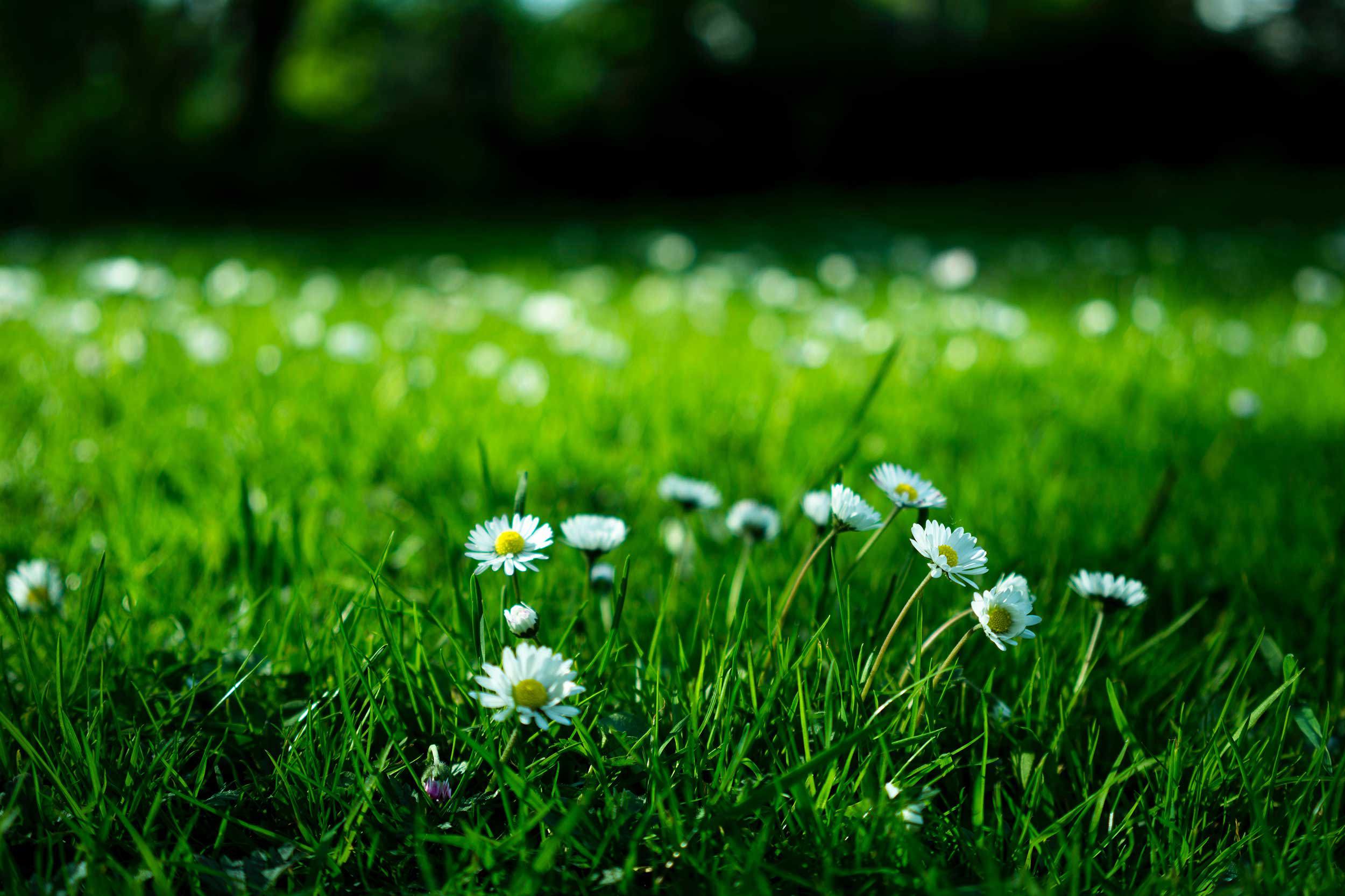 blommor på en äng