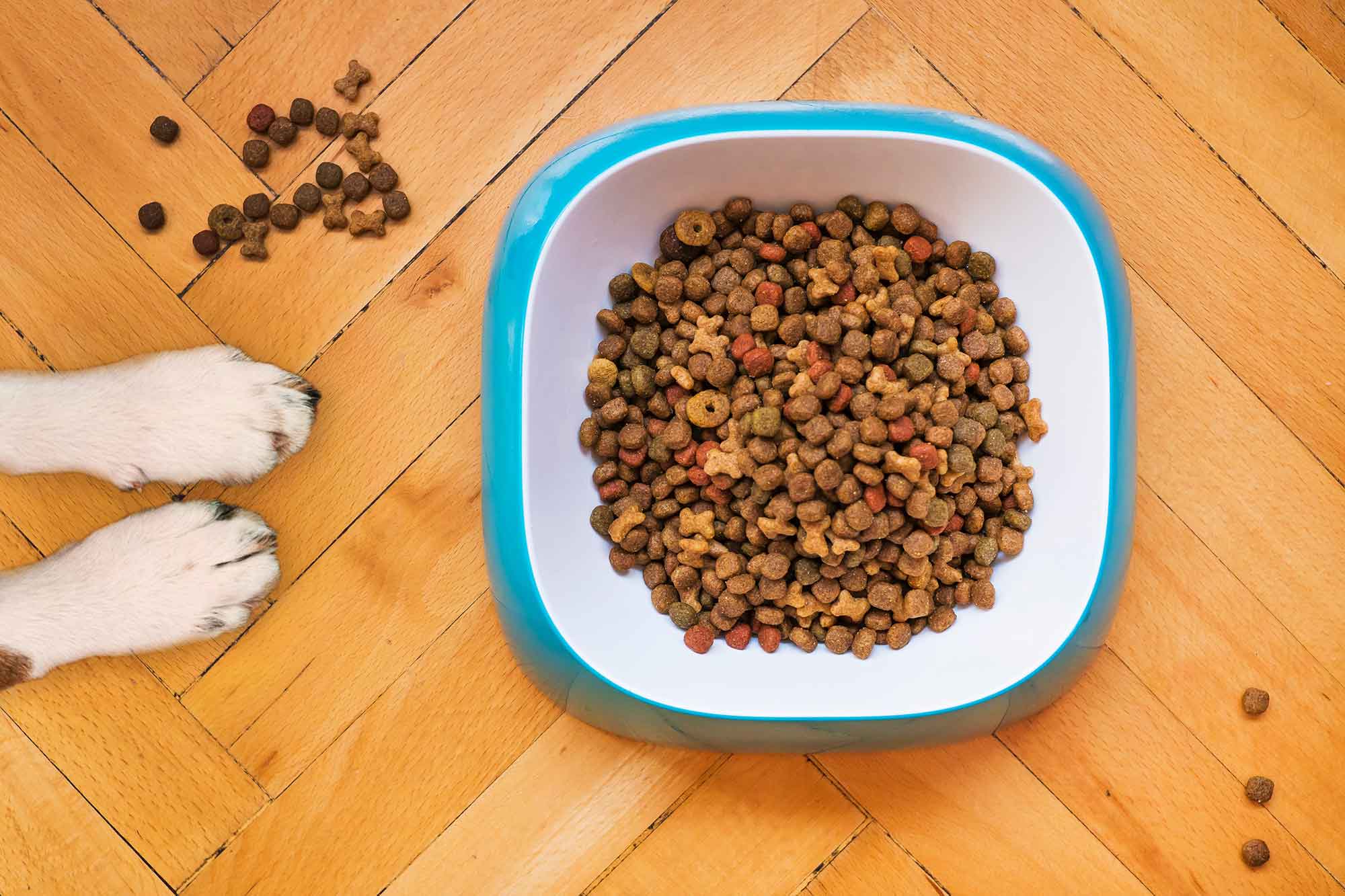 hundmat, kattmat