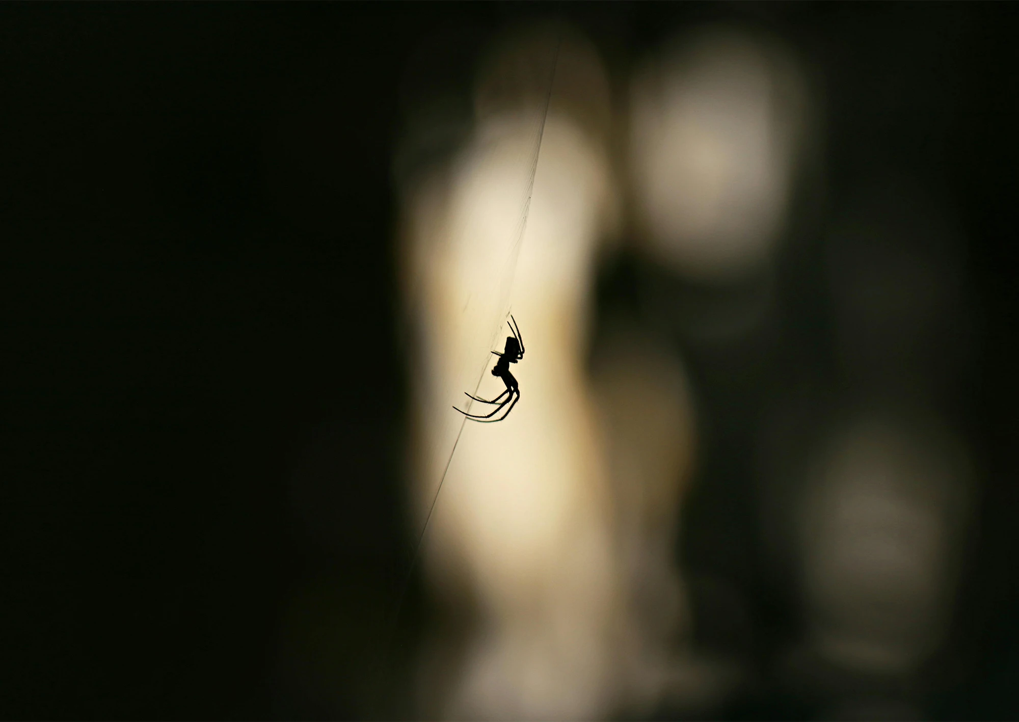 Spindel som klättrar i nät